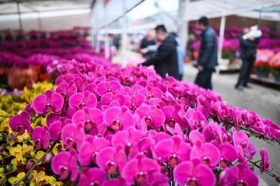 綻放世界之巔 我國成為世界最大花卉生產國，禮品花卉銷售迎來新機遇